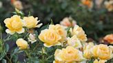 8 Plants You Should Never Grow Next to Roses