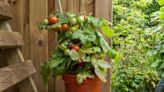 Learn To Grow Delicious Tomatoes In Pots With This Comprehensive Guide