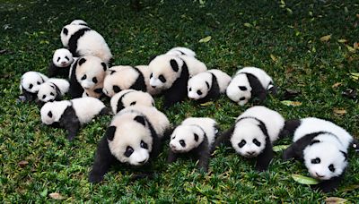 Why Are Pandas Endangered?