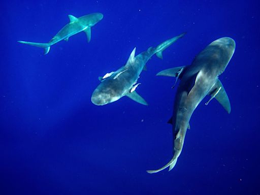 Shark in NJ river? Kayaker’s photo has social media talking