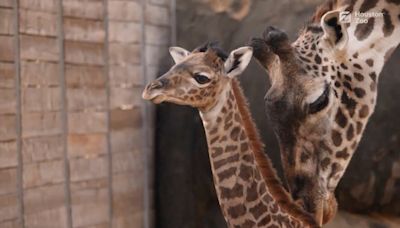 Houston Zoo gets unexpected delivery over the weekend