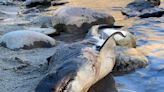 Salmon Shark Found Along River in Idaho Was Planted as a Prank, Officials Conclude