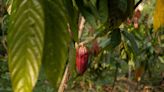 Cocoa Gains Almost 20% in Two Days as Severe Volatility Persists