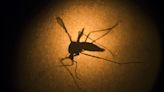 Wolbachia: el bicho maravilla que podría evitar que los mosquitos propaguen el dengue