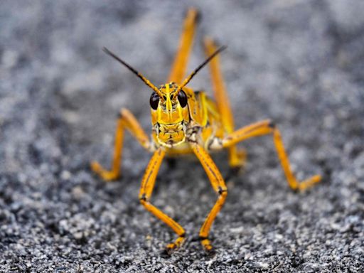 Grasshoppers and locusts among 16 insects approved as food in Singapore