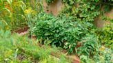 Planning A Vegetable Garden: 15 Expert Tips For Home Gardeners