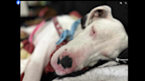 Blind, deaf Great Dane saved from starvation, Florida rescue says. Now she needs home