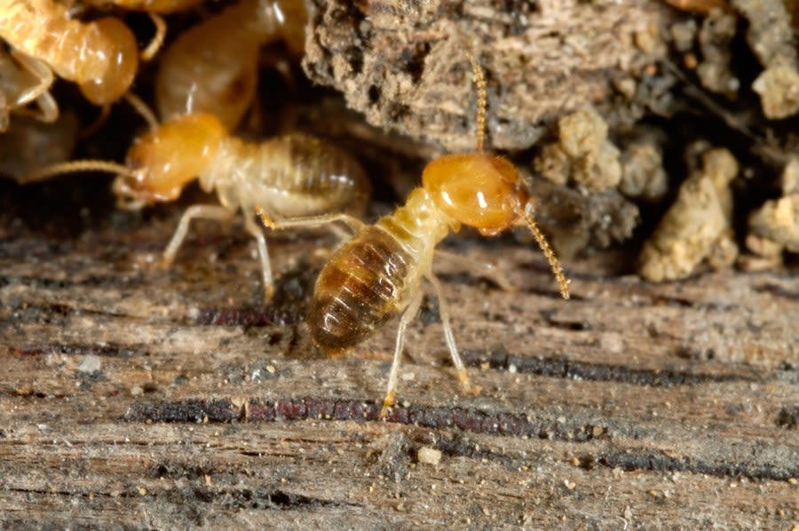 What to know about termite swarms: GoPest