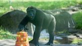 Pittsburgh Zoo celebrates gorilla Frankie’s 6th birthday