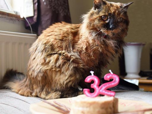 'Oldest cat in the world' dies aged 33 as owner shares secret to her long life