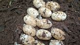 Conservationists welcome discovery of 106 rare crocodile eggs in Cambodia