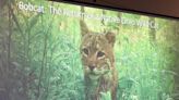 'A real charismatic animal': Project Wild Coshocton studies local bobcat comeback