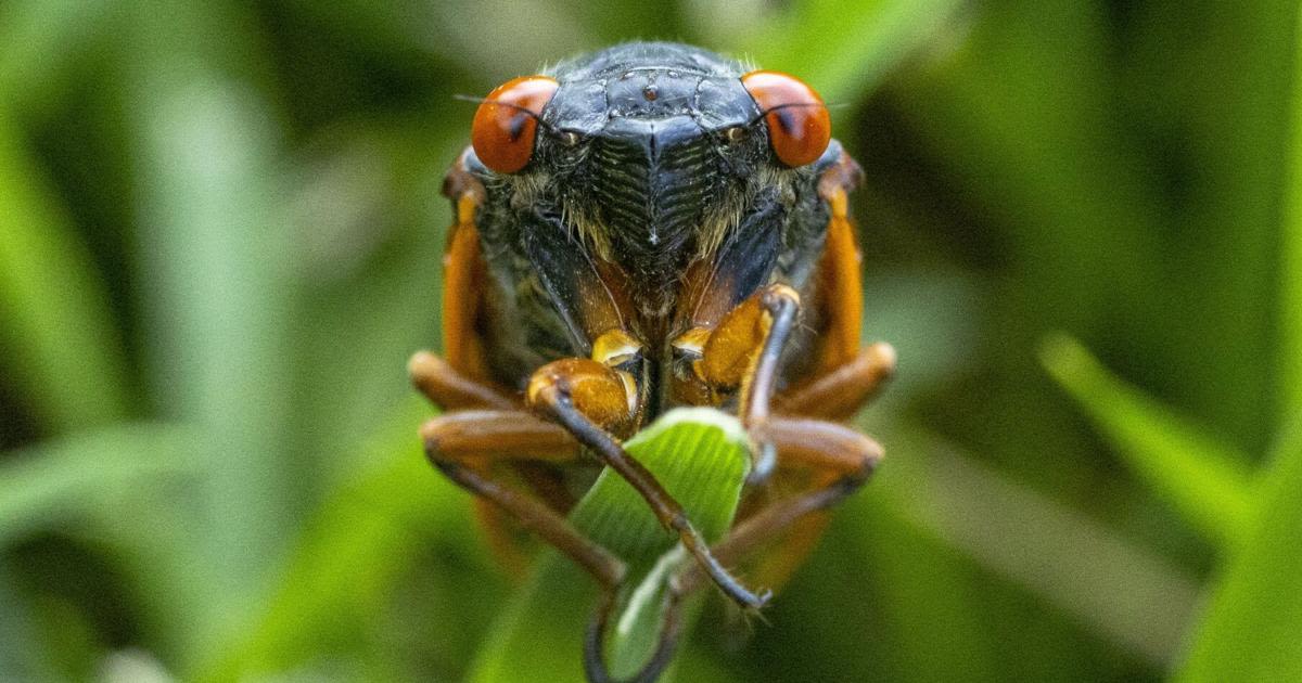 From mapping cicadas to measuring sound, researchers track the brood around St. Louis