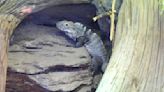 Iguana accidentally sent to Michigan Ford plant finds new home at Detroit Zoo