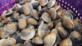 'I get to work where I love:' Historic Cedar Key fuels clam industry in Florida