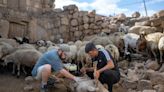 Volunteer works to save fire-injured livestock in Türkiye