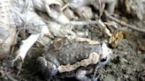 移除亞洲錦蛙有撇步 台江國家公園1天可抓300隻