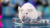 Científicos reproducen ratones con dos padres y sin necesidad de madre