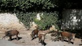 Italy to hold boar cull around Rome to stem African swine fever