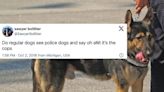 16 Tweets That Expose Dogs For What They Really Are: Lovable Clowns