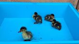 Ducklings rescued from underground BT culvert