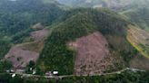 Deforestation in Indonesia spiked last year, but resources analyst sees better overall trend