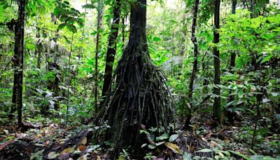 Exclusive-Ecuador examining new Amazon and Ocean linked debt-for-nature swaps, sources say