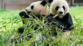 Smithsonian says 2 new giant pandas returning to Washington’s National Zoo from China by end of year