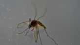Premier cas autochtone de chikungunya de l'année en France, en Ile-de-France