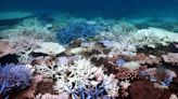 97 Percent of Bleached Coral at Lizard Island Reef Is Dead After Great Barrier Reef Coral Bleaching Event