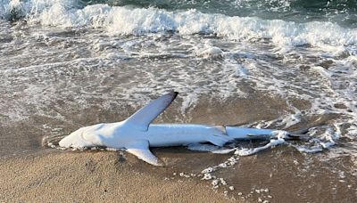 Muere un tiburón azul de 2,3 metros tras aparecer agonizando en la playa del Masnou, Barcelona