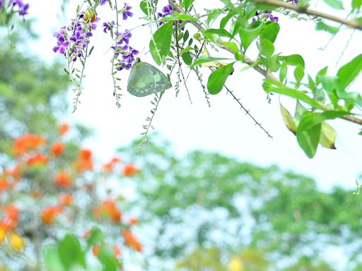 嘉義季節限定美景黃金雨、遷粉蝶報到迎母親節