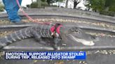 Emotional support alligator 'Wally' was stolen during vacation, released into swamp, owner says