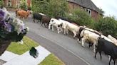 Herd of 45 cows go on the rampage in quiet residential street