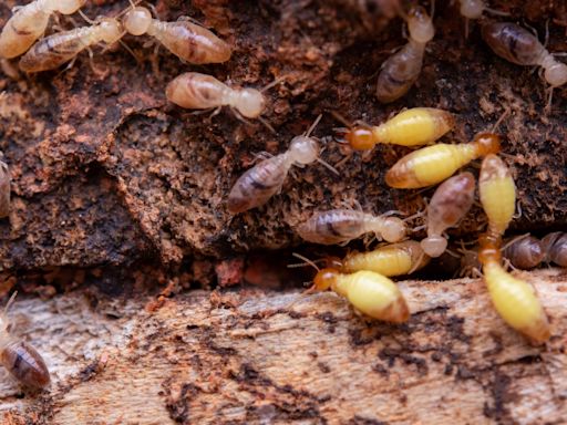 Termites infesting your home? Here's how to identify them and what to do