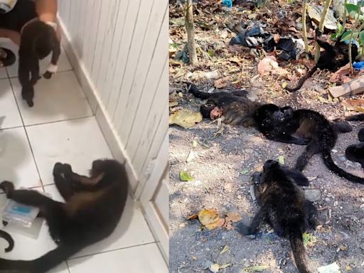 Descartan enfermedades o intoxicación en monos muertos en Chiapas y Tabasco