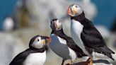 Climate change impacting Machias Seal Island puffins