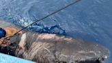 Shark native to the Arctic found thousands of miles south in the Caribbean