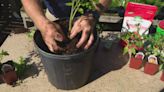 What's the best way to grow tomatoes? Pat Sullivan's advice