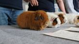 'A guinea pig got me through my divorce'