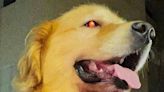 Cão Joca, que morreu em voo da Gol, sofreu choque cardiogênico, diz laudo da USP