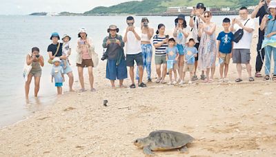 墾丁野放海龜 大鵬灣領航鯨擱淺亡