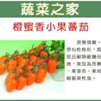【蔬菜之家滿額免運】G73.橙蜜香小番茄種子2顆(長勢強健.果肉厚耐列果性強.蔬菜種子)