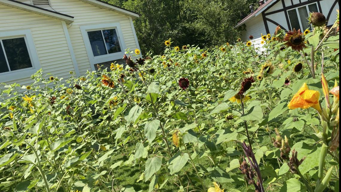 St. Peters man devastated after his 600 sunflowers get attacked: