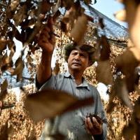 "It is so hot this year, no rains, and we have no water to water the pepper plants," says farmer Chhim Laem