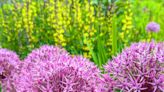 6 Flowers Martha Grows on Her Farm Each... for Planting a Well-Rounded Spring Garden, According to Her Head Gardener...