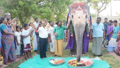 Viral Video: Elephant's Birthday Bash Is The Most Adorable Thing You Will See Today