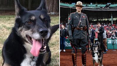 Rhode Island police officer and shelter pup pair up for rescue and renewal: 'Can achieve great things'