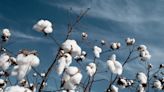 $3.5 Million Grant Supports US Organic Cotton Farming Research