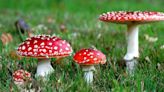 There's Another 'Magic' Mushroom Being Sold in Gummies -- But It Can Kill